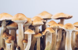 Suzanne's article for The Times on trying psilocybin, found in mushrooms